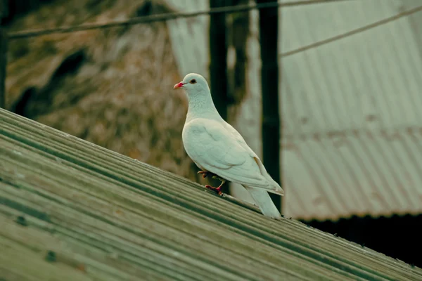 Holub Bílý Columba Livia Čína — Stock fotografie