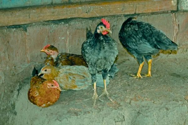 Hühner Haustiere Ländlichen Raum — Stockfoto
