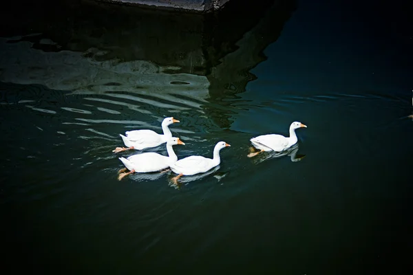 Patos Domésticos Anas Platyrhynchos Domestica Uma Lagoa Pune Maharashtra Índia — Fotografia de Stock