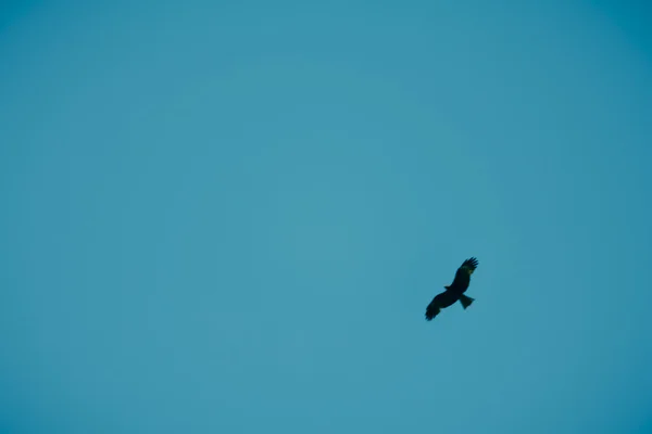 Ictinaetus Malayensis Águia Negra Voo — Fotografia de Stock