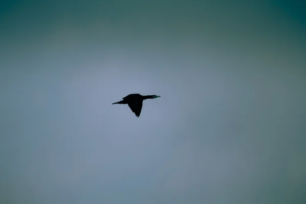 Phalacrocorax Carbo Uçuş — Stok fotoğraf
