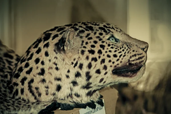 Pantera Leopardo Panthera Pardalis Museu Miao Arunachal Pradesh Índia — Fotografia de Stock