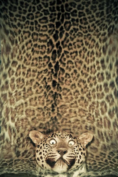 Pantera Leopardo Pantera Pardalis Museo Miao Arunachal Pradesh India — Foto de Stock