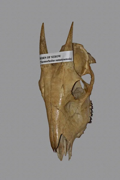 Череп Рогами Сероу Naemorhedus Sumatraensis Представлен Музее Мяо Аруначал Прадеш — стоковое фото