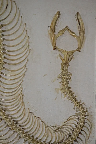 Esqueleto Completo Python Birmano Python Molurus Museo Miao Arunachal Pradesh — Foto de Stock