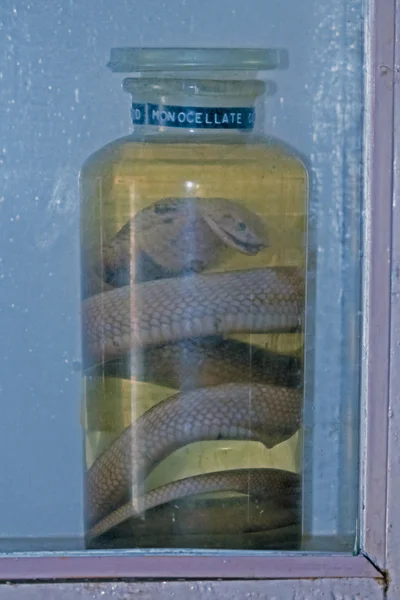 Snake Displayed Museum Miao Arunachal Pradesh India — Stock Photo, Image