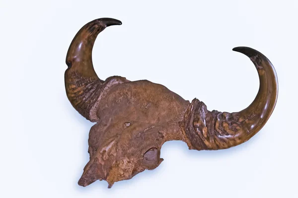 Cráneo Bos Gaurus Gaur Macho Exhibido Museo Miao Arunachal Pradesh — Foto de Stock