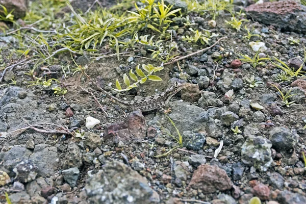 Fan Throated Lizard Sitana Ponticeriana Small Fast Running Lizard Found — Stock Photo, Image