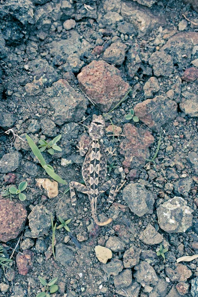 Fan Throated Lizard Sitana Ponticeriana Small Fast Running Lizard Found — 스톡 사진