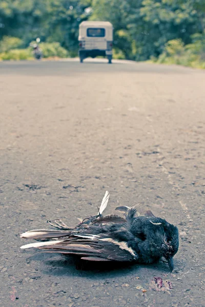 Dead Pigeon Road — Stock Photo, Image