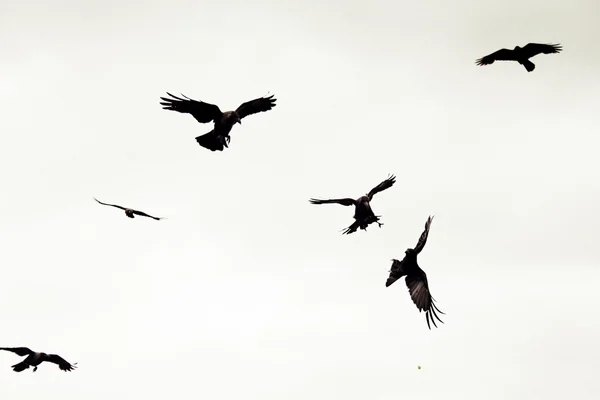 House crows, Corvus Splendens are in Flight, Pune, Maharashtra, India