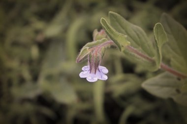 Indian Borage, Trichodesma indicum