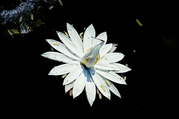 Nhhaea Odorata White Lotus Water Ily Flowers Water Pond Sarasbaug — стоковое фото