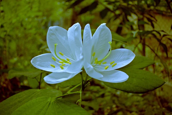 Flor Planta Bauhinia Acuminata —  Fotos de Stock