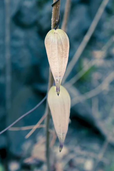 Jeunes Feuilles Tubercules Aériens Grande Igname Appelée Kokan Ghorkand Inde — Photo