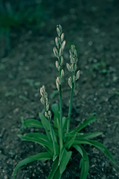 Clorofitum Glaucum Anthericum Nimmonii Hartwegia Nimmonii Clorofitum Hastes Escamosas — Fotografia de Stock