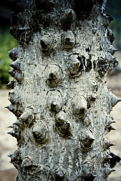 Лай Zanthoxylum Rhetsa Семья Rutaceae Дерево Тернистым Стволом Ветвями Плод — стоковое фото