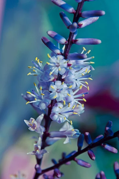 Cordyline Fruticosa Rubra Flower — Stock Photo, Image