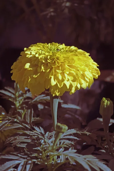 Квіти Тагетів Еректа Африканська Маріґольд Махараштра Індія — стокове фото