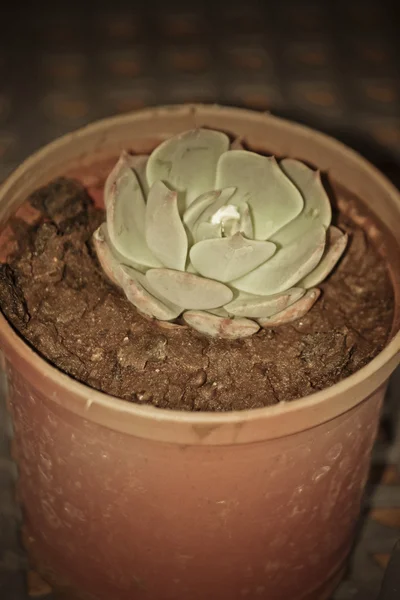 Echeveria Kaktusy Kształcie Lotosu — Zdjęcie stockowe