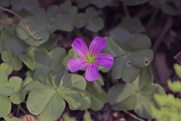 Oxalis Debilis Var Corymbosa Velkokvětý Růžový Sorrel Šeříkový Oxalis Šťavel — Stock fotografie