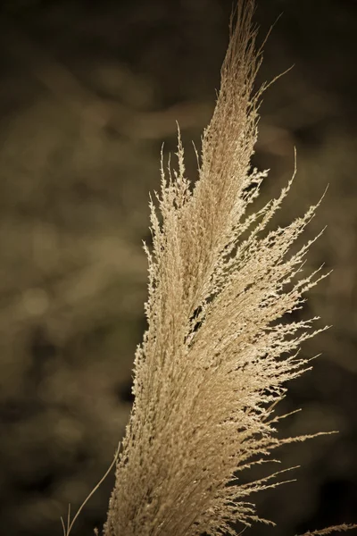 Broom Sedge Grass Deban River Namdapha National Park Arunachal Pradesh — 图库照片