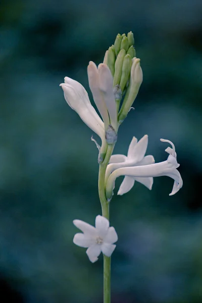 Polianthes Tuberosa White Flowers — Stock Photo, Image