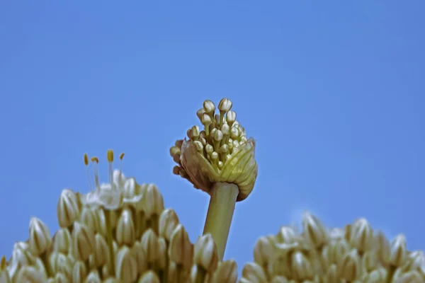 Onion Allium Flowers Green Onion Stalks White Flowers Field Pune — Stock Photo, Image