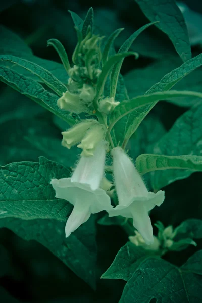 Blüte Des Sesamum Indicum Orientale Pedaliace — Stockfoto