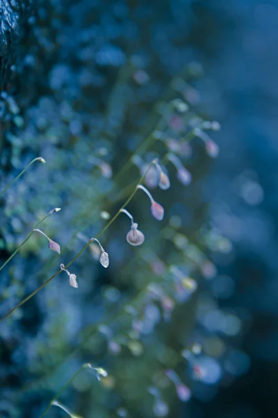 Striped Bladderwort Chire Papni — Stock Photo, Image