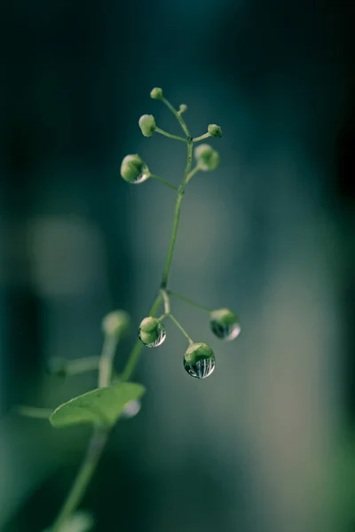 stock image Water drops on plants