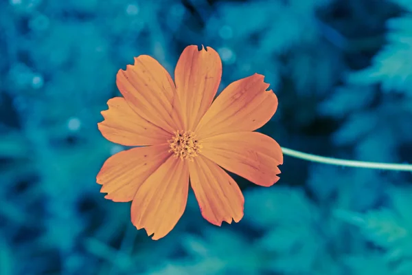 Cosmos Orange Cosmos Sulphureus Índia — Fotografia de Stock