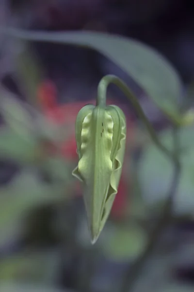 Bud Glory Lily Gloriosa Superba Tempo Monção Konkan Maharashtra Índia — Fotografia de Stock