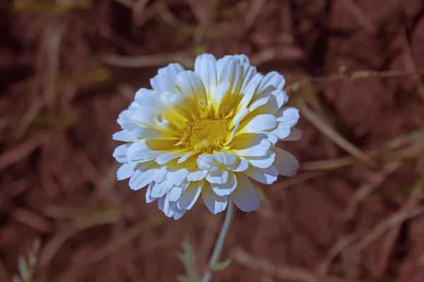 Margeurite Daisy Chrysanthemum Frutescens — стокове фото