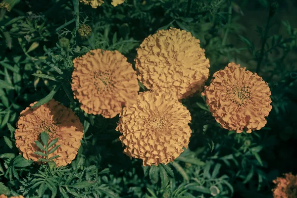 Flowers Tagetes Erecta African Marigold Maharashtra India — Stock Photo, Image