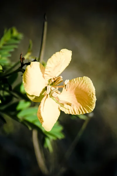 Kasja Tannera Senna Auriculata — Zdjęcie stockowe