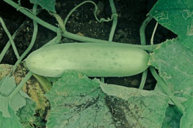 Salatalık, Cucumis sativus kabak ailesi kabakgiller yaygın ekili bir bitkidir. Mutfak sebze kullanılan silindirik meyve taşıyan sürünen bir sarmaşık olduğunu