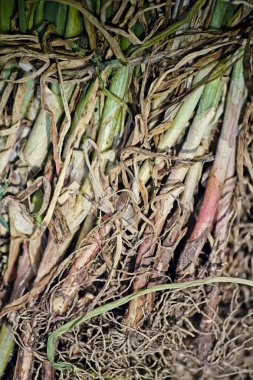 Soğan alan, Allium cepa, ortak sebze