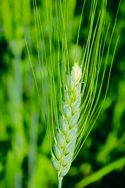Oblast Triticum Aestivum Pšeničná Úroda Maharashtra Indie — Stock fotografie