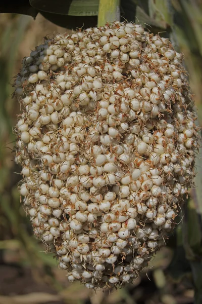 Pole Sorghum Bicolor Jawar Maharasthra Indie — Stock fotografie