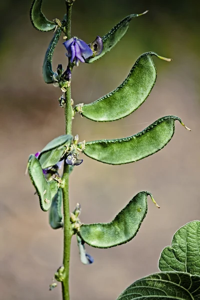 Lablab Purpureus Pawata Papilionaceae Légumineuses Papilionoideae Fabacées — Photo