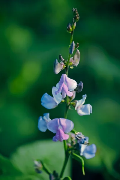 Fowers Van Lablab Purpureus Pawata Papilionaceae Leguminosae Papilionoideae Fabaceae — Stockfoto