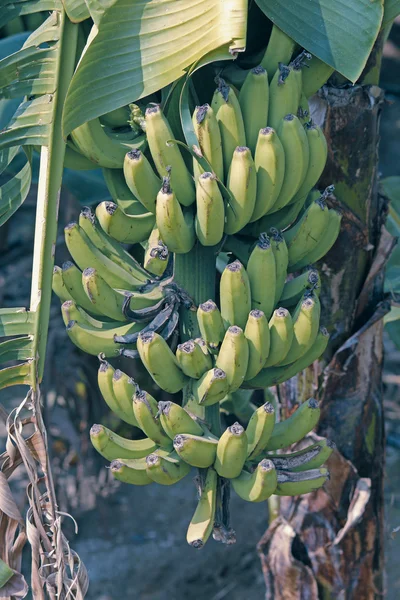 Grüne Banane Banane Musa Paradisiaca Indien — Stockfoto