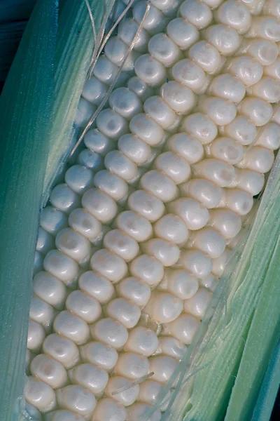 Majs Liktornar Zea Mays Var Amylacea Maharashtra Indien — Stockfoto