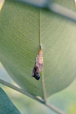 Pupa of Pipevine Swallowtail, Battus philenor