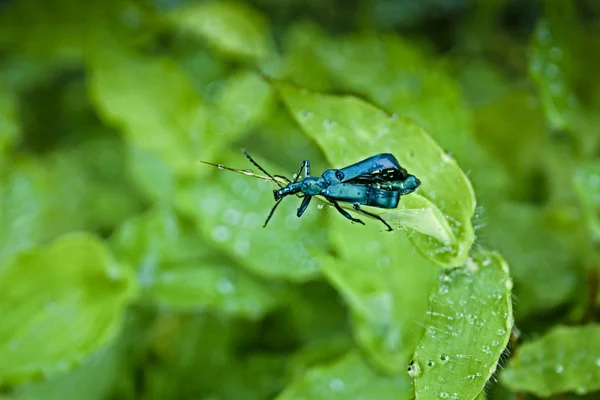 Blister Beetle Lytta Stygica — 스톡 사진