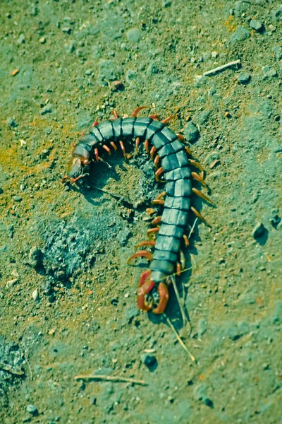 Centipede Scolopendra Subspinipes Mutilans — стоковое фото