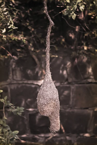 Pájaro Tejedor Baya Ploceus Philippinus Nest India — Foto de Stock