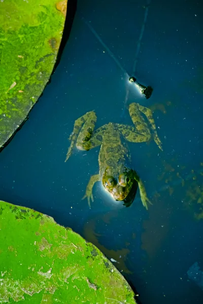 印度船长青蛙 跳跃青蛙 幼发拉底河蓝藻炎 — 图库照片
