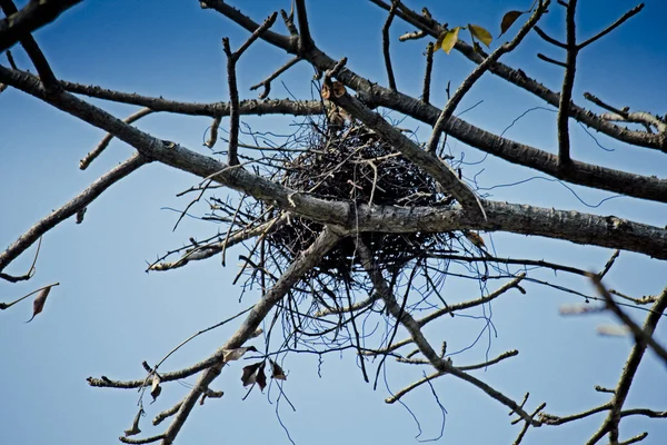 Nest House Crow Corvus Splendens — Stockfoto